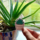 Kawaii Happy Smiling Aloe Potted Plant Sticker